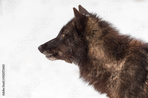 Black Phase Grey Wolf (Canis lupus) Looks Left Profile Winter