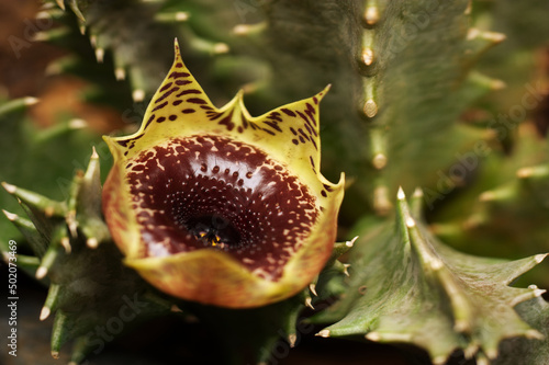 Close up image of the flower of a Stapelia Huernia Transvaalensis