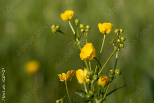 Yellow flowering Buttercups (Ranunculus) growing in the meadow in spring.