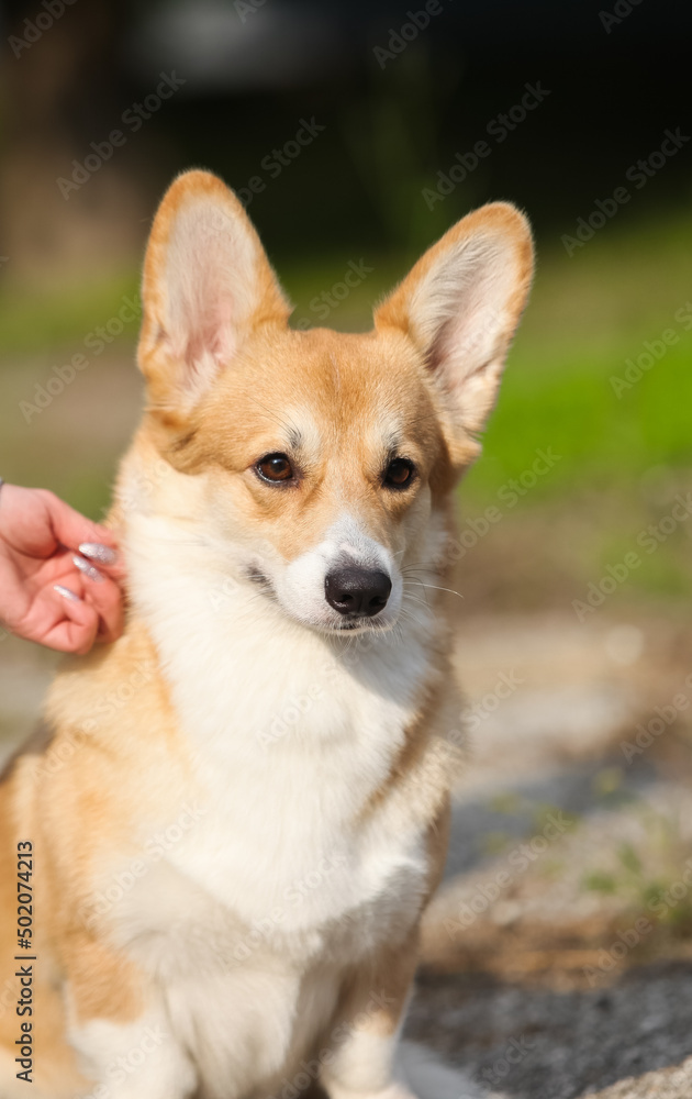 Red welsh corgi pembroke portrait Red welsh corgi pembroke portrait