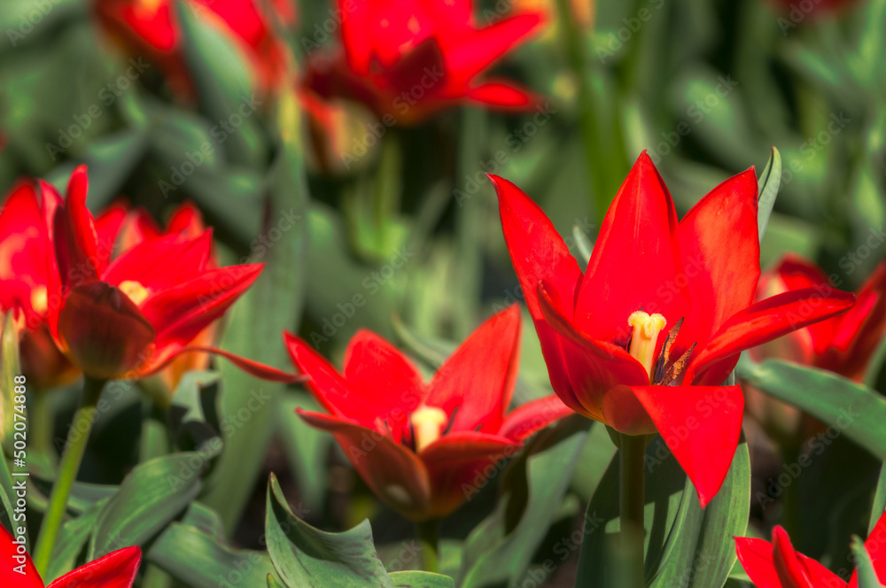 Red Tulip Patch in Bloom Red Tulip Patch in Bloom
