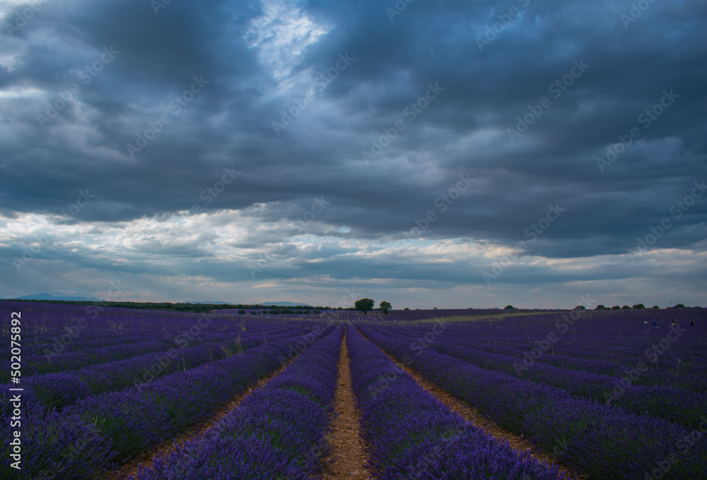 Campo de Lavanda Comunidad de Madrid Campo de Lavanda Comunidad de Madrid