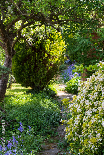 Fototapeta Naklejka Na Ścianę i Meble -  Wildlife friendly suburban garden with crazy paving path, bluebells, shrubs, flowers and greenery.