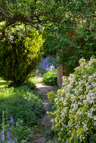 Fototapeta Naklejka Na Ścianę i Meble -  Wildlife friendly suburban garden with crazy paving path, bluebells, shrubs, flowers and greenery.