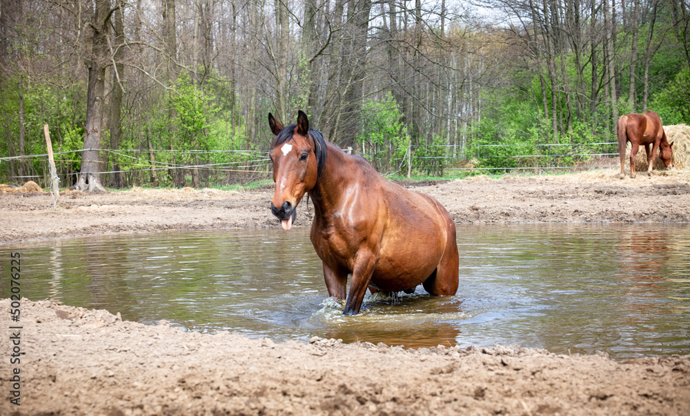Bay horse in the water. Pasture, pond. After swimming in the summer. Bay horse in the water. Pasture, pond. After swimming in the summer.