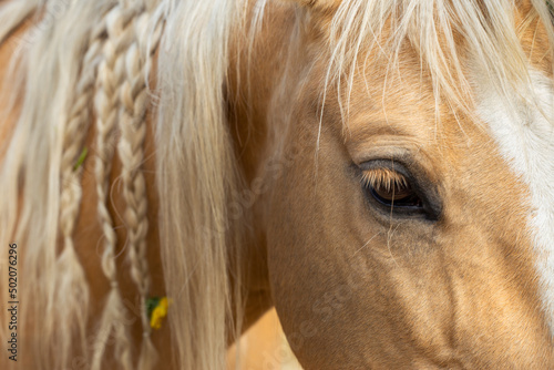 Fotografija Portrait of a horse