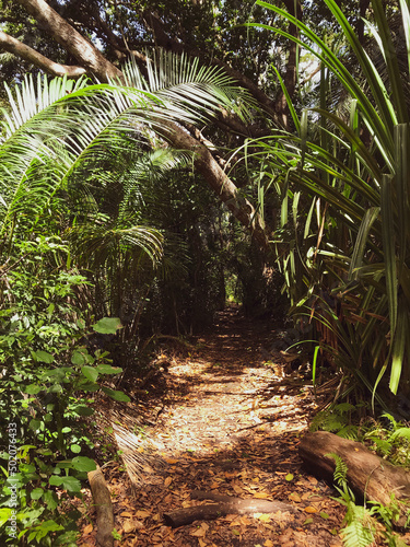 tropical jungle in Africa