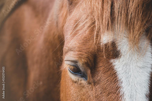 Horse. Portrait of the head of a bay horse. Relax  no stress  calm. Close eye