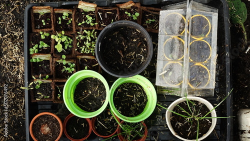 Top down view small plants growing in plant pots horizontal