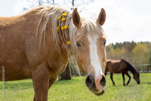 Portrait of a beautiful palomino horse with flowers in the mane. On the meadow. Spring, summer background. Equestrian hobby. On the ranch © Ella