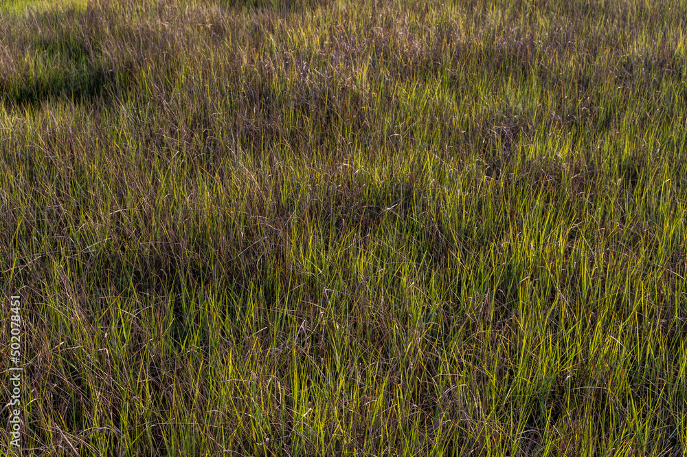 Fototapeta premium Spring Marsh Grass background 2