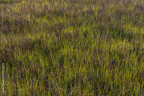 Photos Spring Marsh Grass background 1