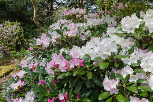 Tableau sur toile Rhododendron crete producing pink to white springtime flower clusters