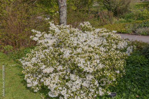 Tableau sur toile Small white blooms of the rhododendron palestrina