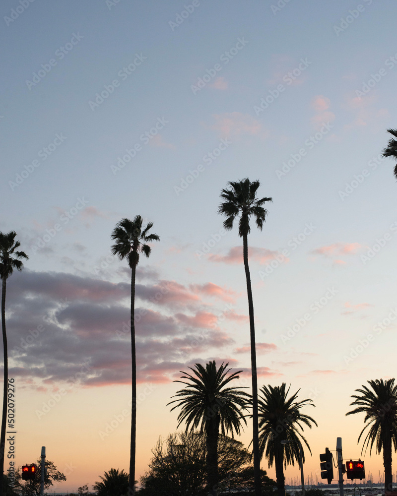 Obraz premium palm trees at sunset