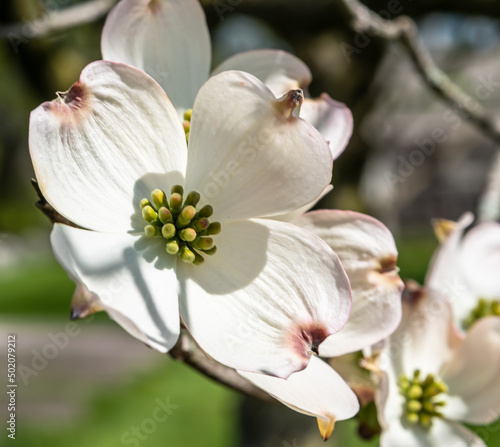 White dogwood flowers in Frick Park  a city park in Pittsburgh  Pennsylvania  USA on a sunny spring day