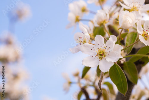 In the spring  the apple tree blossomed