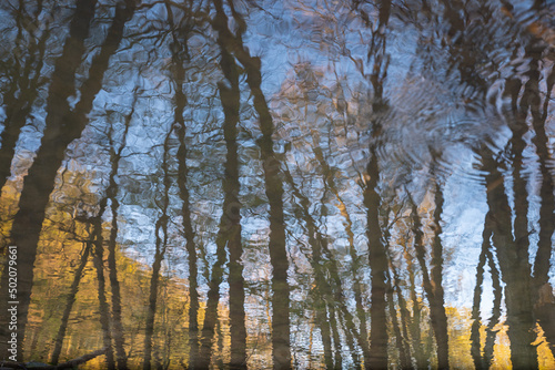 Trees in the forest and blue sky are reflected on the water surface