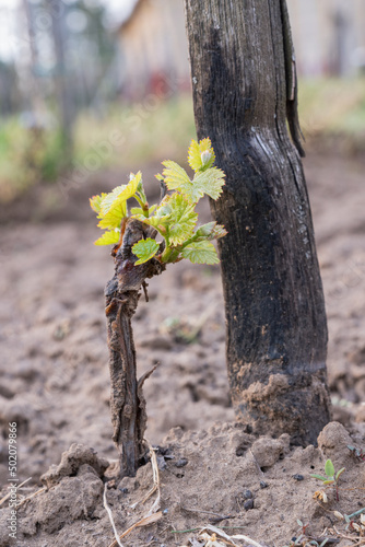 In the spring, the shoots of young vine seedling begin to grow in the vineyard