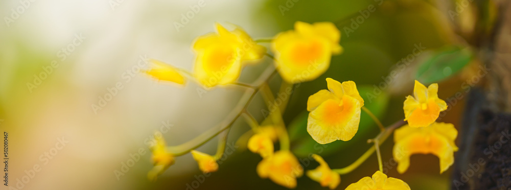Obraz premium Closeup of yellow orchid flower and green leaf under sunlight with copy space using as background natural plants landscape, ecology cover page concept.