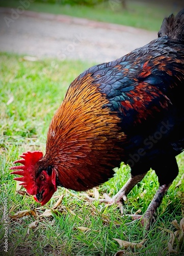 Grazing rooster