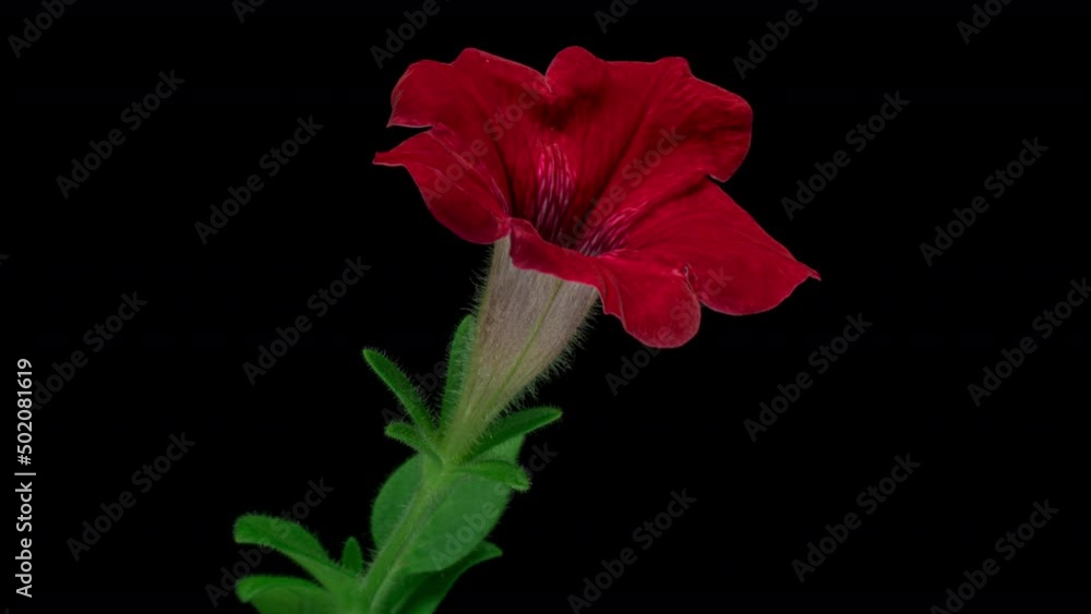 Time lapse of beautiful red petunia flower blooming, black background. close-up. 4K UHD video Time lapse of beautiful red petunia flower blooming, black background. close-up. 4K UHD video