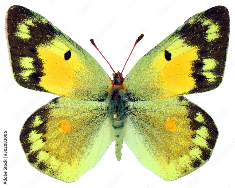 Fototapeta premium Nice yellow butterfly isolated on white Colias chrysotheme. Collection butterflies. Pieridae. Entomology. Insects