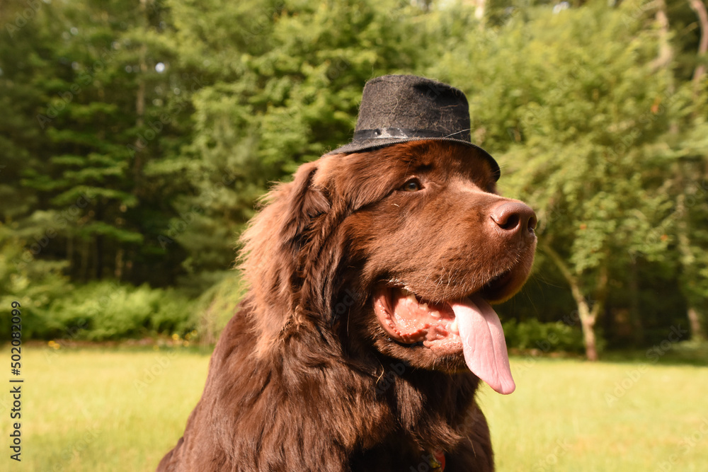 Chocolate Brown Newfoundland Wearing a Top Hat