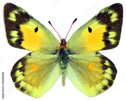Nice yellow butterfly isolated on white Colias chrysotheme. Collection butterflies. Pieridae. Entomology. Insects photo