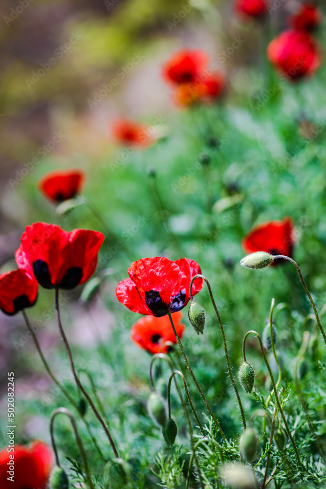 Naklejka premium Close up of red poppy flower