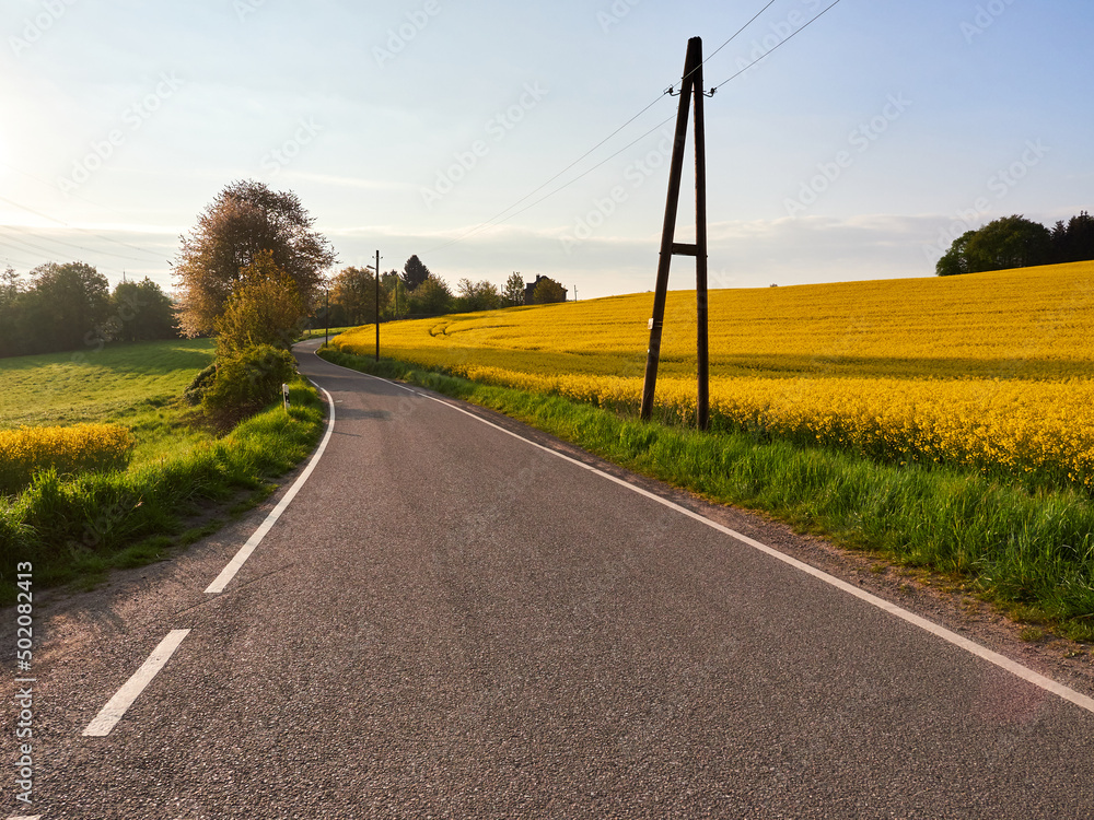 Asphalt road between blooming fields of yellow rape.
