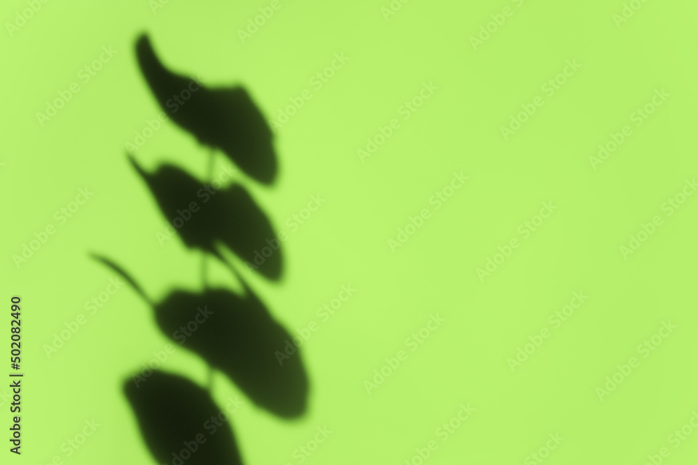 Creative copyspace with shadows on a shiny soft green wall. Top view of leaves shadows on the pink background. Flat lay style. Minimal summer concept with tree leaf Creative copyspace with shadows on a shiny soft green wall. Top view of leaves shadows on the pink background. Flat lay style. Minimal summer concept with tree leaf