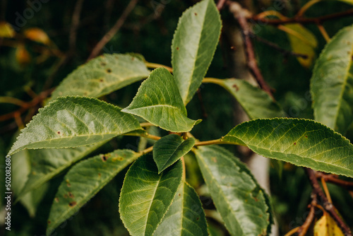 Wallpaper Mural Green leaves on a tree branch Torontodigital.ca