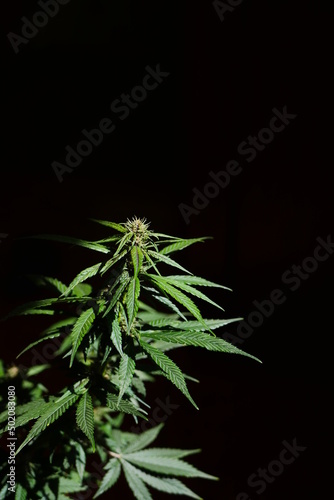 Close up cannabis plant on black background. Medical marijuana cultivation. Copy space