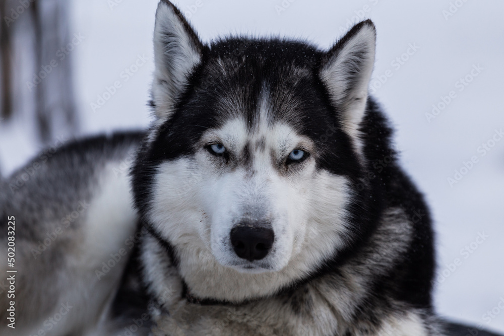portrait of a black and white husky with blue eyes