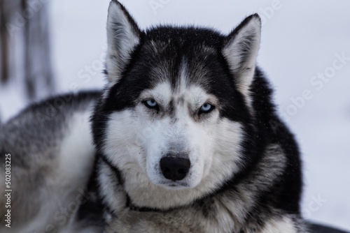 portrait of a black and white husky with blue eyes © Natalya