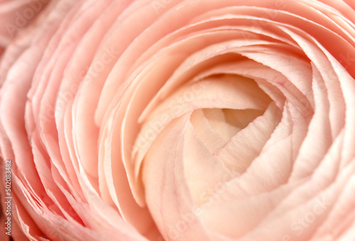 Beige pink fresh rose petals in macro. Soft focus. Backdrop for wedding invitation. Valentines  Mothers  Females Day present concept. Light natural eco-friendly wallpaper