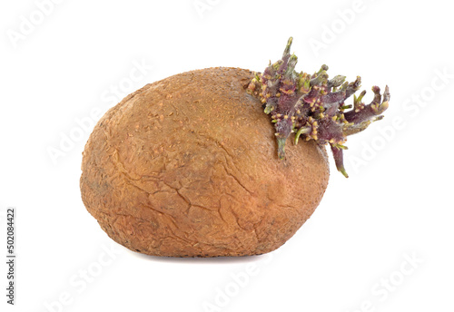 Old potatoes with sprouts isolated on white background