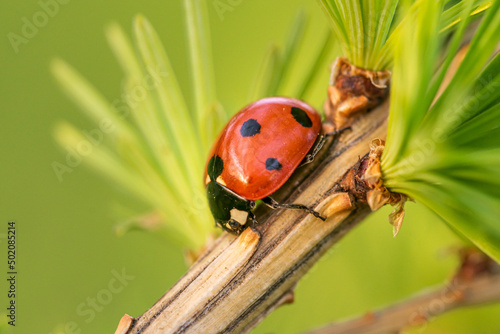 ladybug on larch