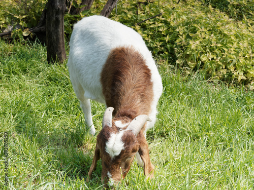 Chèvre Boer au pelage laineux ras blanc, cou et tête brun à rouge canelle, oreilles pendantes, nez busqué et cornes rondes en arrière photo