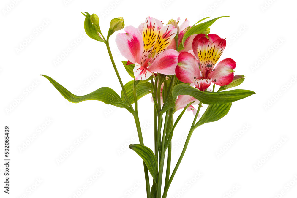 Alstroemeria flower isolated Alstroemeria flower isolated