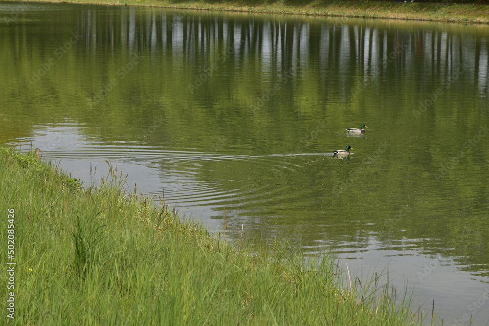 Enten im Kanal Enten im Kanal