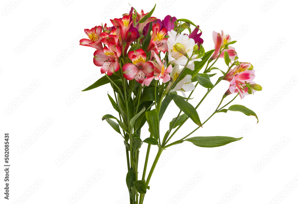 Alstroemeria flower isolated Alstroemeria flower isolated