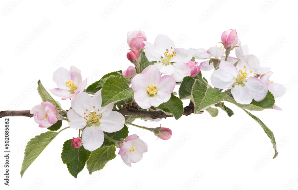 apple tree flowers isolated