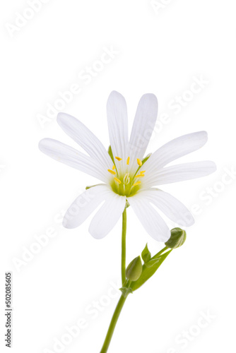 flowers Starflower lanceolate isolated