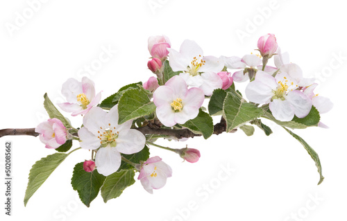 Obraz na płótnie apple tree flowers isolated w salonie