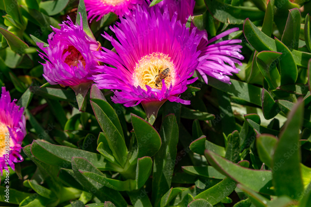 pink flower pink flower