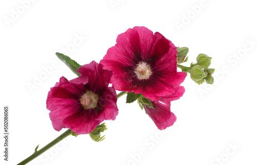 фотографія mallow flower isolated