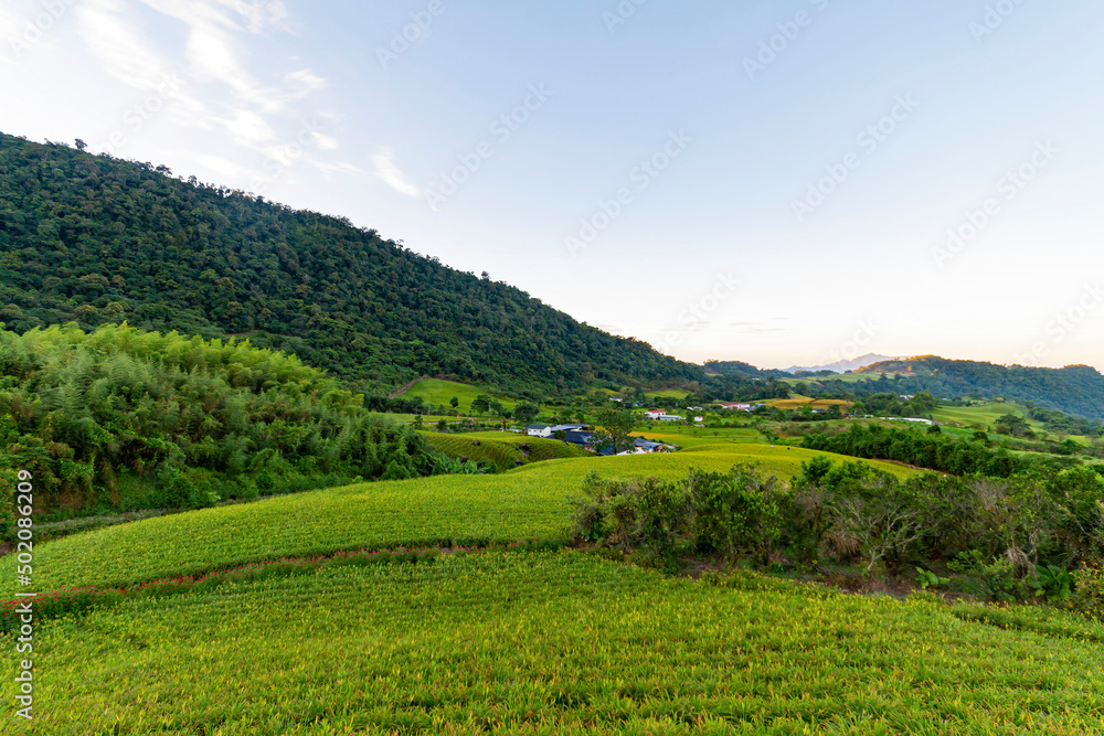 Morning view of the orange daylilies and landscape Morning view of the orange daylilies and landscape