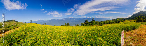 Morning view of the orange daylilies and landscape